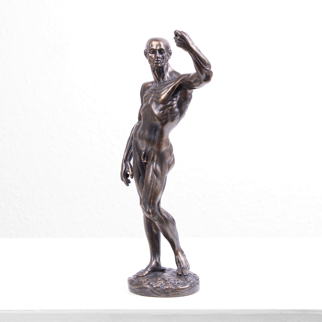 Anatomische Studie Statue (Bronzierte Skulptur aus Kunstharz von Houdon)