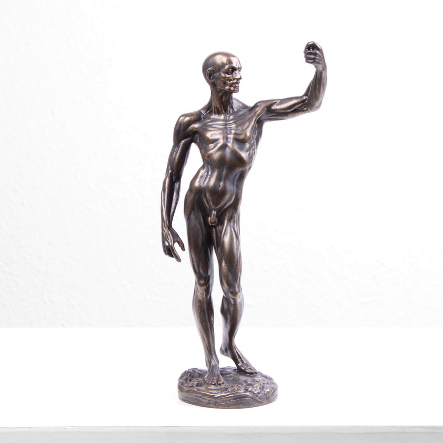 Anatomische Studie Statue (Bronzierte Skulptur aus Kunstharz von Houdon)