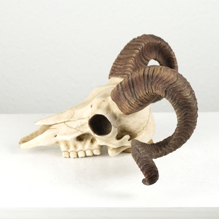 Widder Schädel Wandrelief (Harz Skulptur Korsischer Mufflon)
