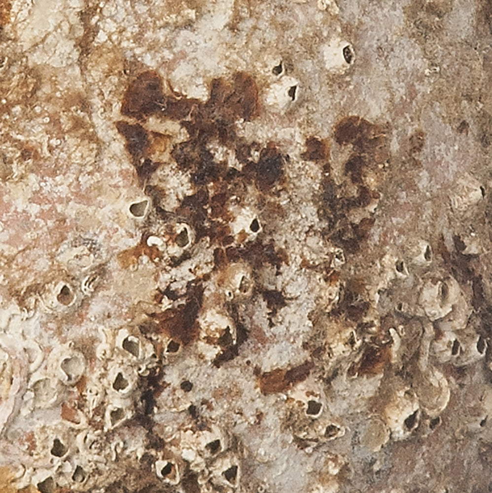 Baetica' Antike Meeresamphore
