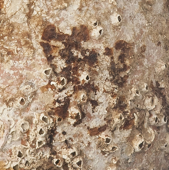 Baetica' Antike Meeresamphore