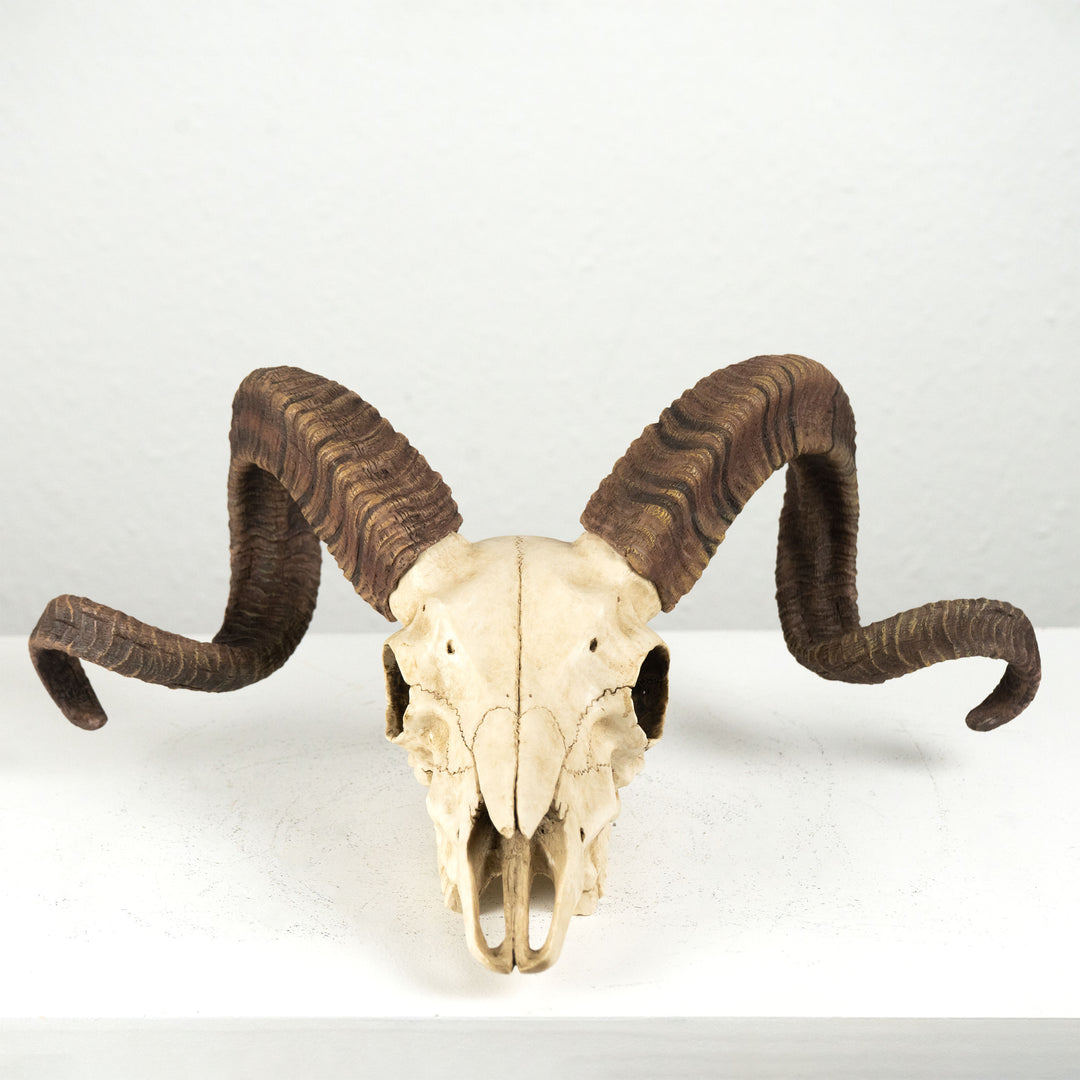 Widder Schädel Wandrelief (Harz Skulptur Korsischer Mufflon)