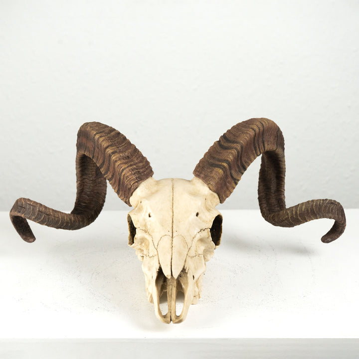 Widder Schädel Wandrelief (Harz Skulptur Korsischer Mufflon)