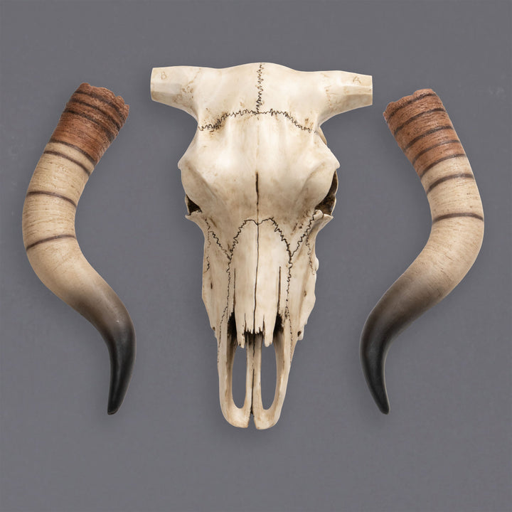 Longhorn-Rinderschädel Wandskulptur (Kunstharz-Statue)