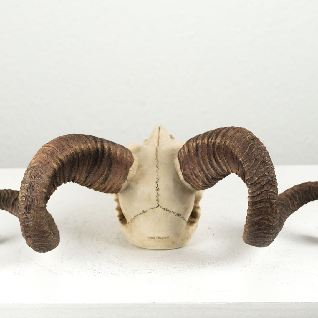 Widder Schädel Wandrelief (Harz Skulptur Korsischer Mufflon)