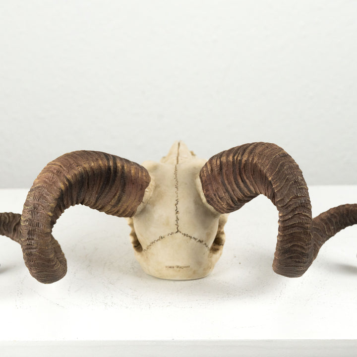 Widder Schädel Wandrelief (Harz Skulptur Korsischer Mufflon)