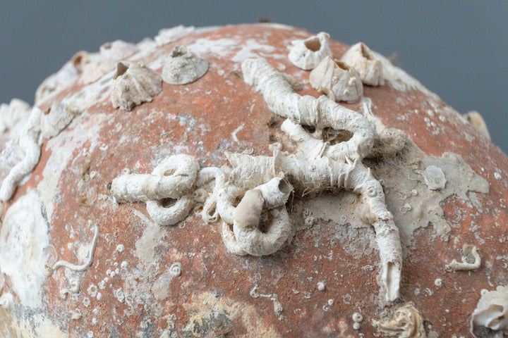 Italica' Antike Meeresamphore