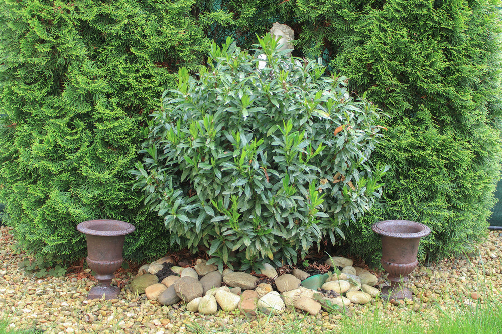 Garten-Vase aus Gusseisen (2er-Set)