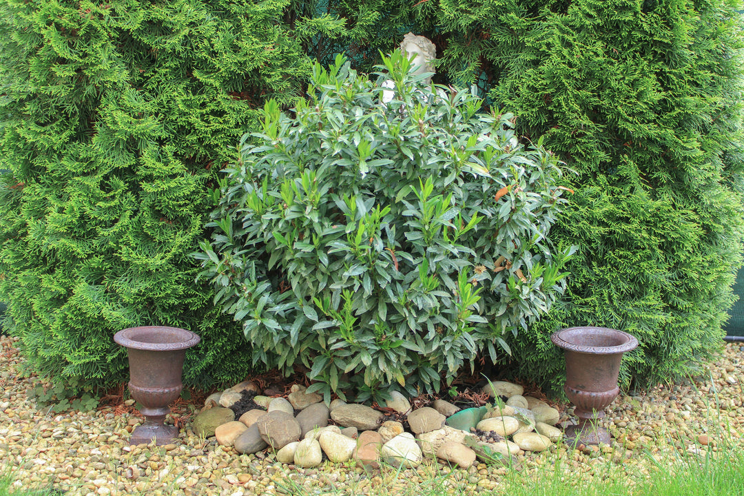 Garten-Vase aus Gusseisen (2er-Set)