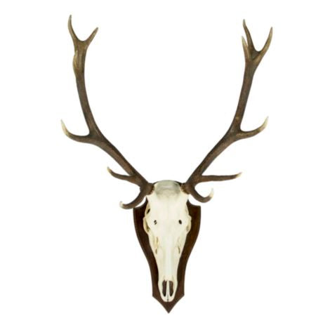 Rotwild-Schädel-Trophäe (Cervus Elaphus)