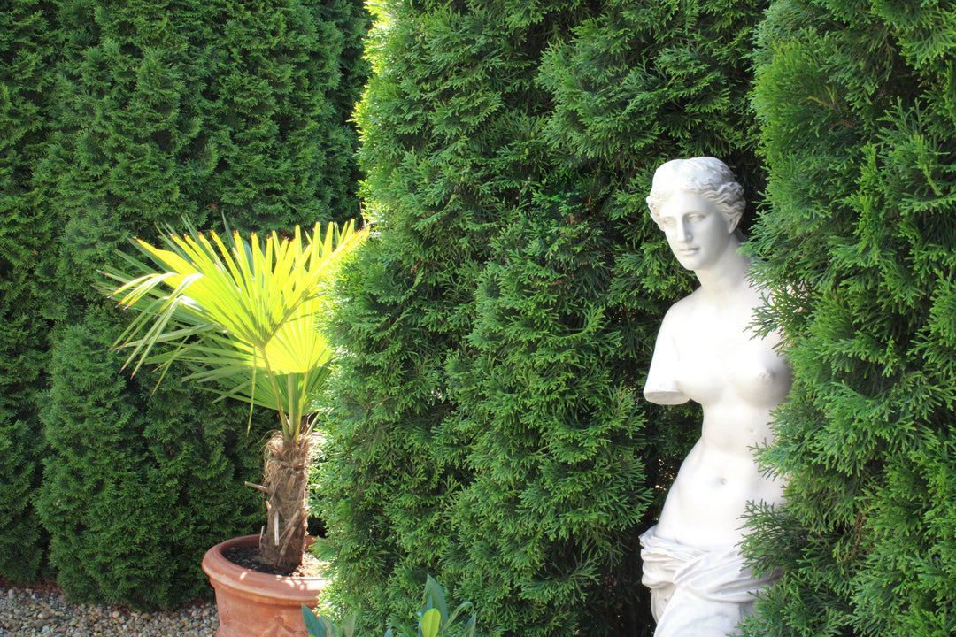 Venus von Milo Statue