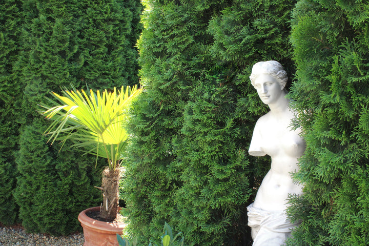 Venus von Milo Statue